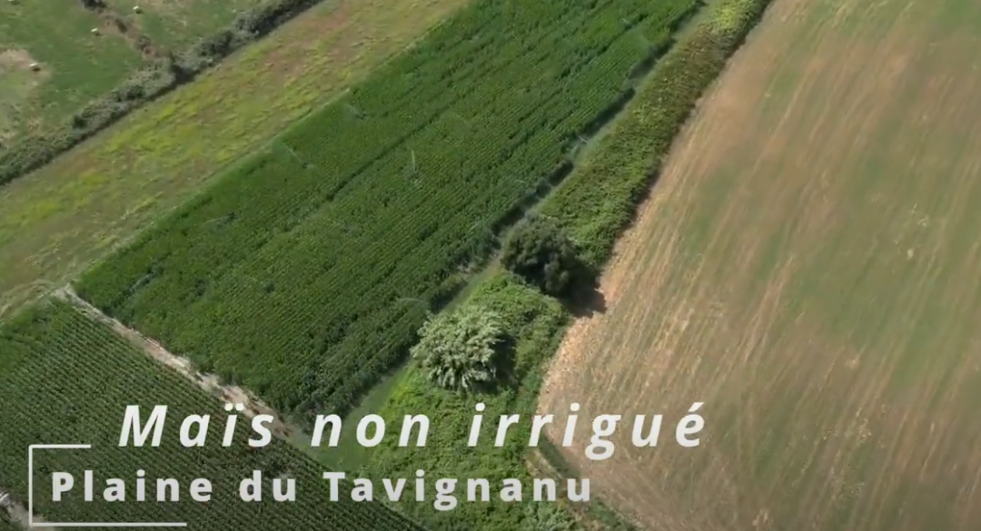 Le maïs : l’arbre qui cachait la forêt